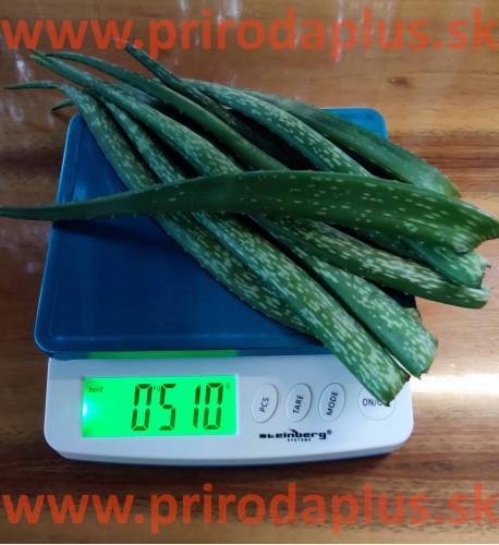 ALOE VERA – odrezané, čerstvé listy z 3 ročnej aloe vera, aloe pravá - cca 0,5 kg